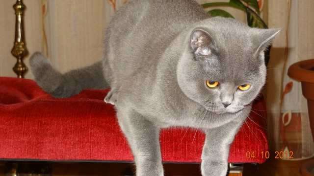 Deckkater BKH blue